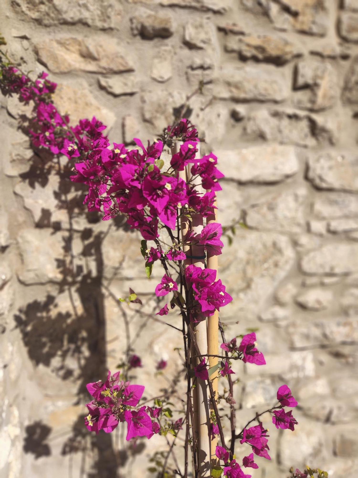 Pyrgi Cretan Living & Spa Pirgos  Exterior photo